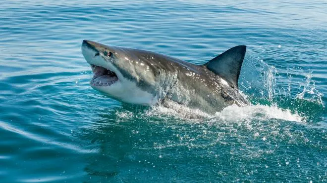 Great white shark breeching in the ocean