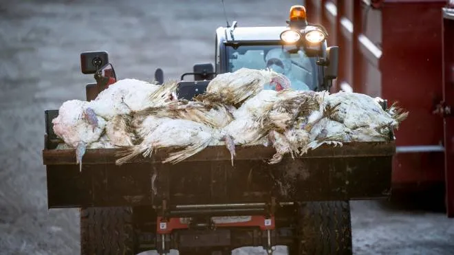 Workers of the Danish Veterinary and Food Administration and the Danish Emergency Management Agency kill and dispose thousands of turkeys, at a Turkey Farm near the village of Ruds Vedby, on Zealand, Denmark, 06 January 2022. A 10-kilometer restriction zone around the Farm has been created after the detection of birds infected with Avian influenza H5N1. ANSA/MADS CLAUS RASMUSSEN  DENMARK OUT