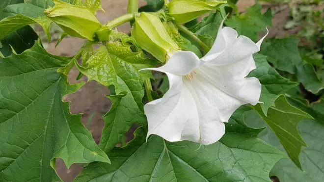 Thorn apple, Datura Stramonium is a medicinal plant that is also used in medicine.