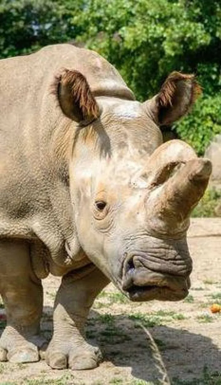Uno dei due esemplari femmine di rinoceronte bianco del Nord