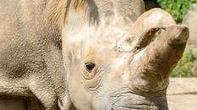 Uno dei due esemplari femmine di rinoceronte bianco del Nord