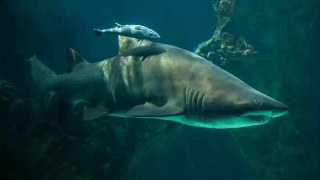 Live sharksucker (Echeneis naucrates) and the sand tiger shark (Carcharias taurus), also known as the grey nurse shark.
