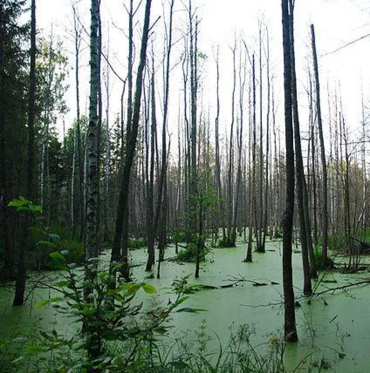 La foresta di Białowieża