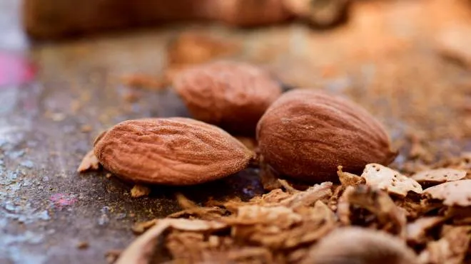 closeup of a pile of shelled almonds and its cracked shells after being open with a hammer, pictured in the background