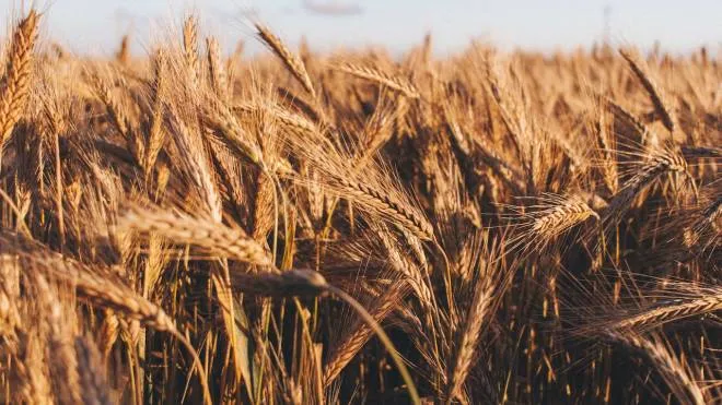 Un campo di grano (credit: Pexels CC0)
