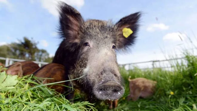 SOLENT NEWS/REX WILD BOAR RETURNED TO NEW FOREST FOR THE FIRST TIME IN NEARLY 300 YEARS, HAMPSHIRE, BRITAIN - 12 MAY 2014 WILD BOAR HAVE BEEN RETURNED TO THE NEW FOREST FOR THE FIRST TIME IN NEARLY 300 YEARS. THE ANIMALS, NATIVE TO AREAS OF NORTHERN AND CENTRAL EUROPE AND ASIA, WERE HUNTED TO EXTINCTION IN BRITAIN WITH SPEARS AND LATER RIFLES. BUT NOW FARMERS HAVE ADAPTED ENCLOSED NATURAL ENVIRONMENTS TO REAR WILD BOAR IN THE NEW FOREST, HANTS - AND THE FIRST PIGLETS HAVE BEEN INTRODUCED. ENTERPRISING FARMER JAMIE BURGESS, OF P.R. BURGESS AND SONS IN BRAMSHAW NEAR RINGWOOD, HANTS, HAS SPENT A YEAR ADAPTING THE ENCLOSURES. HE IS FARMING WILD BOAR TO SELL WHOLE AND HALF-CARCASS MEAT, WHICH IS LOWER IN FAT AND HIGHER IN PROTEIN THAN DOMESTIC PIGS, AT HIS FARM SHOP. JAMIE SAID: -WILD BOAR ISN'T THE EASIEST OPTION FOR FARMING AS THEY HAVE MUCH SLOWER GROWTH RATES THAN DOMESTIC PIGS. -BUT THE MEAT IS LOWER IN FAT AND HIGHER IN PROTEIN, SO IT'S A HEALTHIER OPTION THAN MANY RED MEATS. -OUR METHOD OF FARMING DOESN'T DOMESTICATE THE BOAR AS WE WANT THEM TO LIVE AS NATURALLY AS POSSIBLE. -THIS ALLOWS FOR UNFORCED GROWTH AND A SIMILAR DIET TO BOAR IN THE WILD, GIVING THE BEST END RESULT AND A RICH, NUTTY FLAVOUR.- DURING THE MEDIEVAL PERIOD, WILD BOARS WERE CONSIDERED A PARTICULARLY TASTY AND POPULAR MEAT IN BRITAIN WHEN THEY ROAMED THE COUNTRYSIDE. BUT WILD BOAR WERE COMMON IN THE NEW FOREST - AN AREA WHICH WAS A POPULAR HUNTING GROUND. IN 1079, NORMAN KING OF ENGLAND WILLIAM THE CONQUERER NAMED THE AREA HIS 'NEW HUNTING FOREST' AS IT BECAME A ROYAL HUNTING FOREST. AS WILD BOARS BECAME EXTINCT IN BRITAIN THROUGH HUNTING, THEY SURVIVED OVERSEAS AND HAVE GRADUALLY BEEN REINTRODUCED TO BRITISH FARMS SINCE THE 1980S. ACCORDING TO THE DEPARTMENT FOR ENVIRONMENT, FOOD AND RURAL AFFAIRS, TWO SPECIES OF WILD BOAR LIVING ON SOUTH... HTTP:/WWW.REXFEATURES.COM/STACKLINK/BHIRNAKTD %_ 3750952 _%