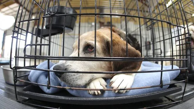 epa03712414 A beagle sits in a pen as it waits to be claimed by its owner at the Animal Resource Center in Moore, Oklahoma, USA 22 May 2013. The center is housing and taking care of animals that were displaced by the tornado that hit Moore two days ago. The storm, estimated to contain winds up to 200 miles per hour (322 Kph), flattened homes and schools, killed dozens of people and injured many others 20 May 2013. A previous storm on 04 May 1999 in Moore caused similar damage and loss of life.  EPA/ED ZURGA