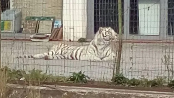 La tigre fuggita stamani da un circo a Monreale sdraiata nel parcheggio recintato della fabbrica di ceramiche Ferreri. Palermo, 28 gennaio 2017. ANSA/ IGNAZIO MARCHESE