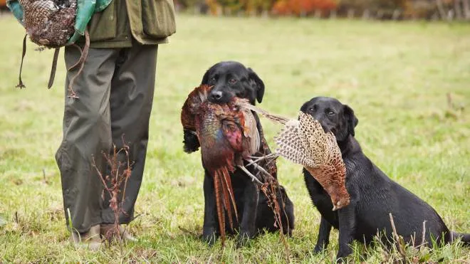 A GAME KEEPER WITH TWO BLACK LABRADORS CARRYING RING-NECKED PHEASANTS THAT HAVE BEEN SHOT BY THE HUNTERS DURING A PHEASANT SHOOT. ABOUT 100, 000 WETLAND BIRDS ARE KILLED EVERY YEAR FROM POISONING BY DISCARDED LEAD AMMUNITION, SAY SCIENTISTS. THIS IS ONE OF THE CONCLUSIONS OF A REPORT PUBLISHED ON THURSDAY BY THE UNIVERSITY OF OXFORD. THE REPORT ALSO SUGGESTS THAT THE CONSUMPTION OF GAME SHOT WITH LEAD AMMUNITION HAS A GREATER IMPACT ON HUMAN HEALTH THAN PREVIOUSLY THOUGHT. SCIENTISTS INVOLVED IN THE RESEARCH SAY THE EVIDENCE NOW SUPPORTS A BAN ON THE USE OF LEAD AMMUNITION IN THE UK. SKILL, B538_255702, B538, 255702, PERFORMANCE, SUCCESS, BRITISH, BRITAIN, EUROPE, EUROPEAN, SCOTLAND, SCOTTISH, SHOOTING, GAMEBIRD, GAMEBIRDS, GAME BIRD, GAME BIRDS, GUNDOG, GUNDOGS, GUN DOGS, GUN DOG, RETRIEVER, RETRIEVERS, EUSCTOR027D, %_ B538 _%