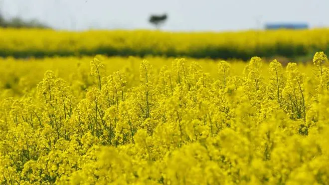 MARCH 10, 2017, XUANCHENG, XUANCHENG, CHINA, XUANCHENG, CHINA-MARCH 10 2017: (EDITORIAL USE ONLY. CHINA OUT)..AS RAPESEED FLOWERS BLOSSOM IN SPRING, MANY TOURISTS FLOCK TO LANGXI FOR SIGHTSEEING IN EAST CHINA S ANHUI PROVINCE. (CREDIT IMAGE: (C) SIPA ASIA VIA ZUMA WIRE) ZWORLD, ZUMAPRESS.COM, THEPICTURESOFTHEDAY.COM, ZSELECT, ZWIRE, ZAGENCY, 11245554.JPG, ZLAST24, CHINA, 20170310_ZAA_S145_036.JPG, 20170310_ZAA_S145_036.JPG