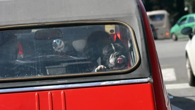 Cane in auto in una foto L.Gallitto