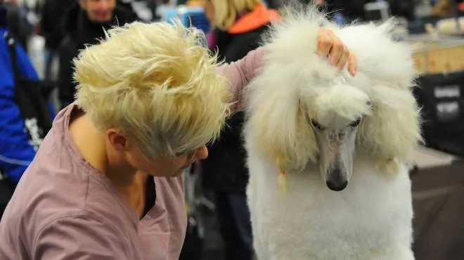 The dog breeder prepares her poodle "Peaches" aka "Royal Grace Born to be Wild" on January 12, 2013 at the 39th International Dog Show in Nuremberg.  AFP PHOTO / Benno Schwinghammer /GERMANY OUT
