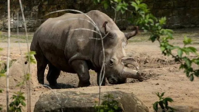 Nabire', uno degli ultimi cinque rinoceronti bianchi settentrionali al mondo. I rinoceronti bianchi settentrionali sono sempre pi� a un passo dall'estinzione: lo zoo ceco di Dvur Kralove ha annunciato la morte dell'esemplare femmina che ospitava, uno degli ultimi 5 rimasti al mondo. Nabir�, questo il nome dell'animale, era un rinoceronte bianco di 31 anni, deceduto a causa della rottura di una cisti interna. 
ANSA/ JOEL SARTORE, HYNEK GLOS-ZOO DVUR KRALOVE 
++HO - NO SALES EDITORIAL USE ONLY - NO ARCHIVE++