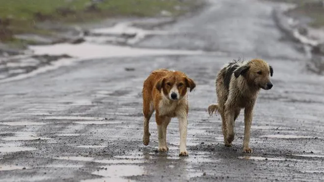 epa03986285 Dogs walk through rain along a road in Nelson Mandela's ancestral village of Qunu, South Africa, 11 December 2013. Heavy rain poured down in the ancestral home of Mandela with the wet weather expected to continue into the weekend as the small rural village prepares for his burial on 15 December 2013.  EPA/NIC BOTHMA