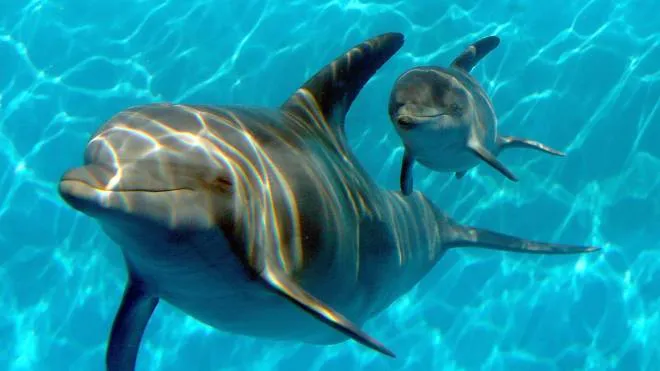 VALLEJO, CA - JANUARY 17: Bella, a Bottlenose Dolphin, swims in a pool with her new calf named Mirabella at Six Flags Discovery Kingdom on January 17, 2014 in Vallejo, California. Bella, a nine year-old Bottlenose Dolphin, gave birth to her first calf on January 9, 2014 at Six Flags Discovery Kingdom.   Justin Sullivan/Getty Images/AFP== FOR NEWSPAPERS, INTERNET, TELCOS & TELEVISION USE ONLY ==