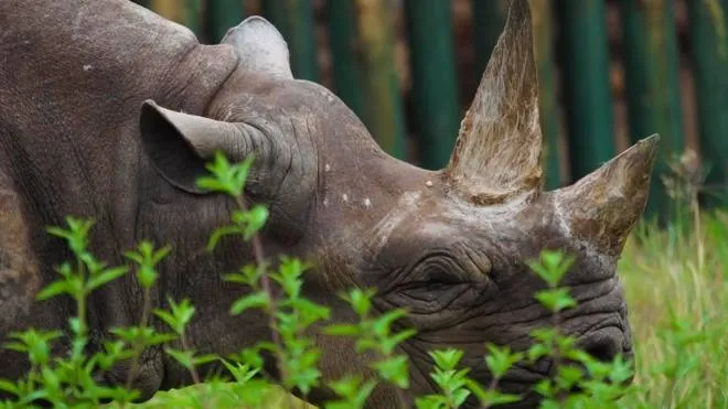 epa08093830 A handout photo made available by Tanzania's Ngorongoro Conservation Area Authority shows Fausta, a female eastern black rhino roaming in a sanctuary in Ngorongoro, Tanzania, 04 November 2019 (issued 29 December 2019). Ngorongoro Conservation Area Authority said on 28 December 2019 that Fausta had died of natural causes on the evening of 27 December 2019 at the age of 57. According to the statement released by the Conservation, Fausta was thought to be the oldest rhino in the world. The eastern black rhino is listed as one of the most critically endangered species.  EPA/SAMWEL NSYUKA / NGORONGORO CONSERVATION AREA AUTHORITY HANDOUT  HANDOUT EDITORIAL USE ONLY/NO SALES