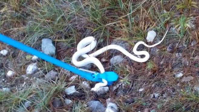 The albino snake captured by the Tolmezzo Forestry
