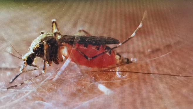 La zanzara Aedes Caspius, molto diffusa nelle risaie (Elia Sama)