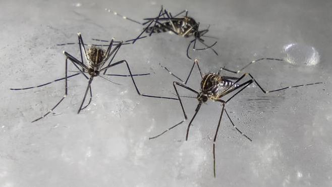 Allarme zanzare, ecco come difendersi con l&#39;App Mosquito alert