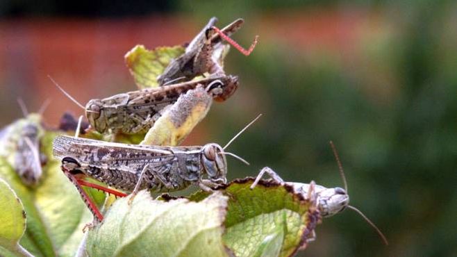 Grasshoppers (Ansa)