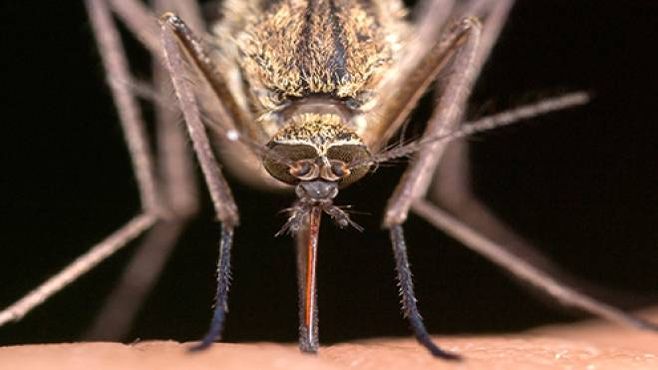 Zanzara e virus West Nile, cosa sapere