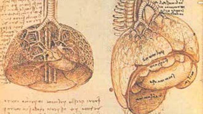 Polmone, cuore e organi dell’addome di un suino, ca. 1508,