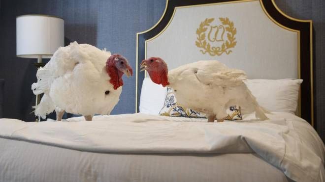 Bread e Butter nella loro lussuosa camera d'albergo (Ansa)