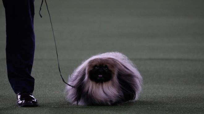 Wasabi, eletto il cane più bello d'America (Ansa)