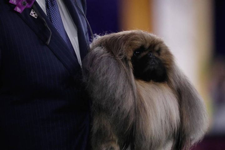 Wasabi, eletto il cane più bello d'America (Ansa)