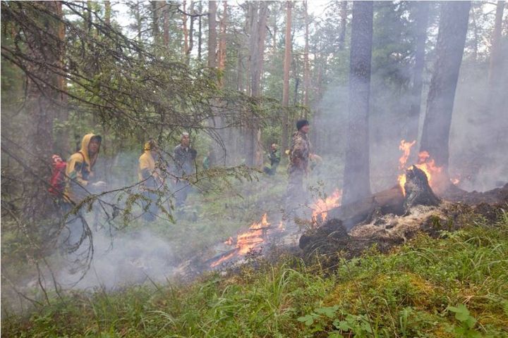 Roghi in Siberia, volontari al lavoro (foto Greenpeace)
