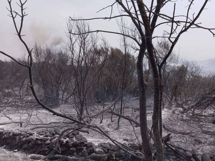 Incendi in Sardegna, il governatore Solinas: "Un disastro senza precedenti"