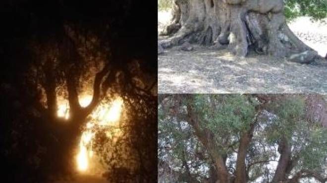 Incendi in Sardegna, arso l'oleastro millenario di Cuglieri (foto Clinica Duemari)
