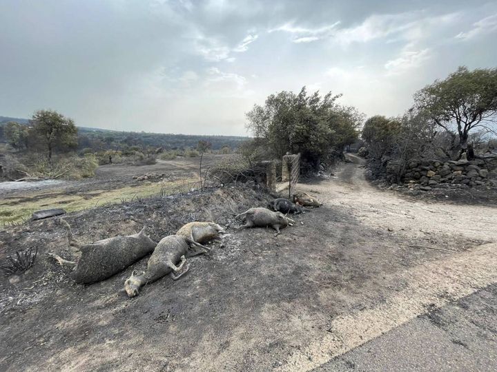 Carcasse di pecore morte a Montiferru (Ansa)