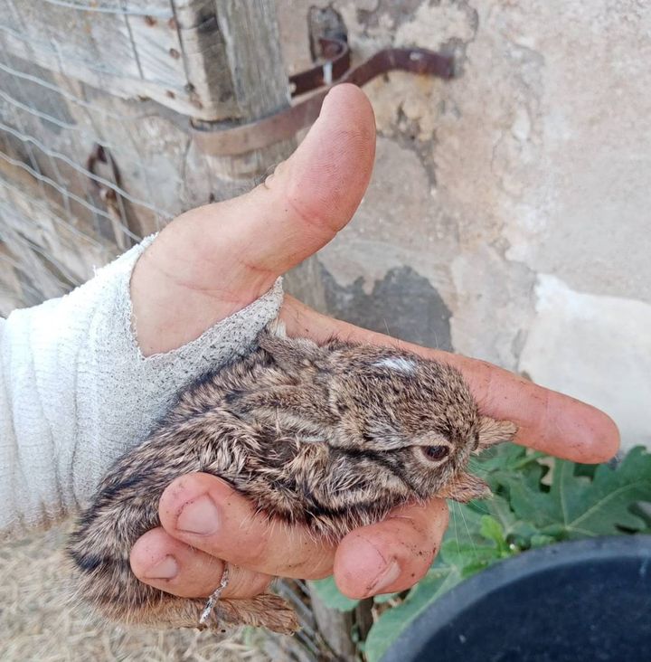 Roghi in Sardegna, soccorso un piccolo di lepre