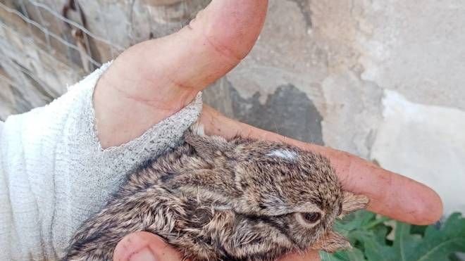 Roghi in Sardegna, soccorso un piccolo di lepre