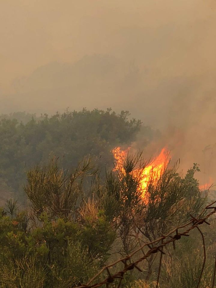 Incendi in Calabria, è una devastazione ambientale