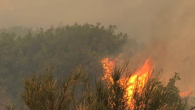 Incendi in Calabria, è una devastazione ambientale