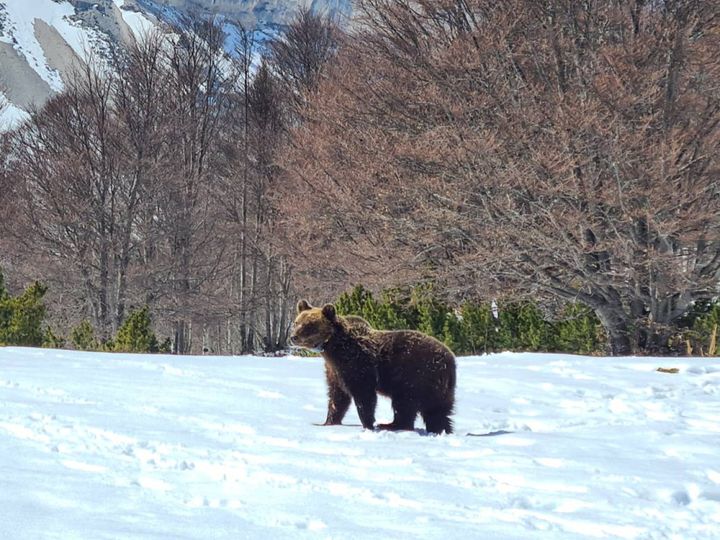 Juan Carrito, l'orso goloso ora è libero nella Maiella (foto Parco nazionale della Maiella)