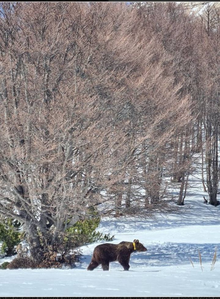 Juan Carrito, l'orso goloso ora è libero nella Maiella (foto Parco nazionale della Maiella)