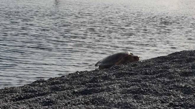 Il 16 giugno è la giornata mondiale delle tartarughe marine: Legambiente in campo con i Tartawatchers (Legambiente)