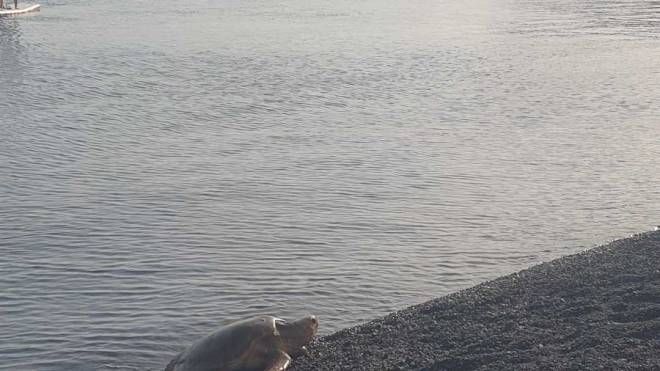 Il 16 giugno è la giornata mondiale delle tartarughe marine: Legambiente in campo con i Tartawatchers (Legambiente)