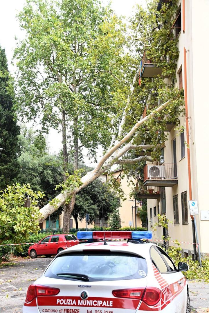 Firenze, un grosso albero è caduto su un palazzo nel quartiere dell’isolotto