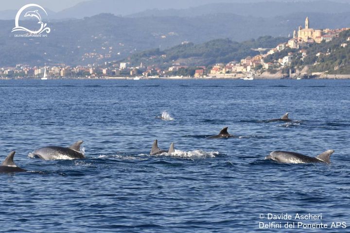 Un gruppo di oltre settanta esemplari di delfini tursiopi avvistato dai ricercatori dell'associazione 
Delfini del Ponente (Ansa)