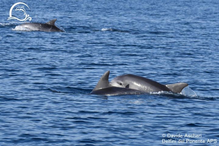 Un gruppo di oltre settanta esemplari di delfini tursiopi avvistato dai ricercatori dell'associazione 
Delfini del Ponente (Ansa)