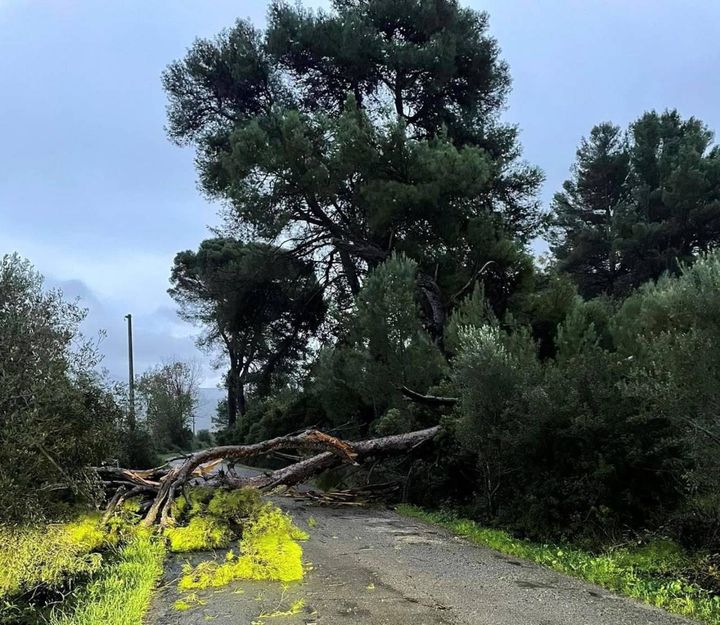 Un grosso albero caduto nei pressi di Narcao per il forte vento che sta colpendo la Sardegna (Ansa)