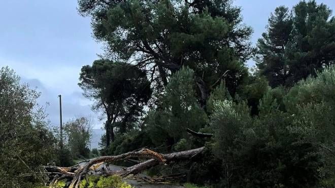 Un grosso albero caduto nei pressi di Narcao per il forte vento che sta colpendo la Sardegna (Ansa)