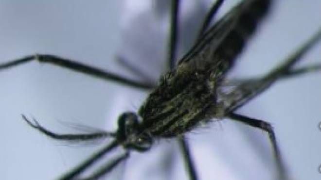 La zanzara giapponese (Istituto zooprofilattico delle Venezie)