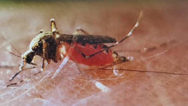 La zanzara Aedes Caspius, molto diffusa nelle risaie (Elia Sama)