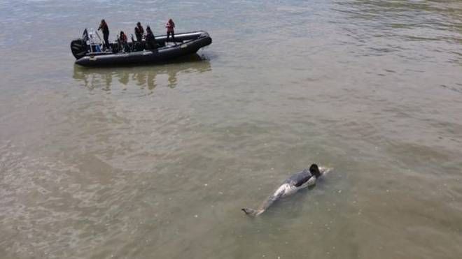 L'orca della Senna trovata morta stamane 