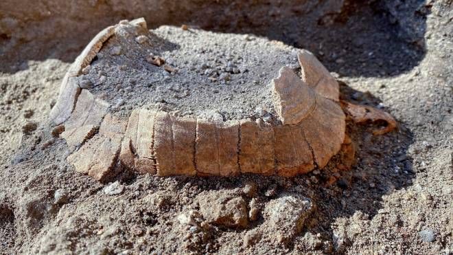 La tartaruga di terra col suo uovo mai deposto, ritrovato a Pompei (Ansa)